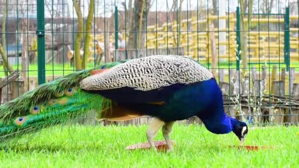 静かに公園内の食べ物を食べる孔雀 — ストック動画