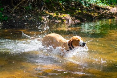 Kahverengi köpek sakince nehir eğlencesinin tadını çıkarıyor