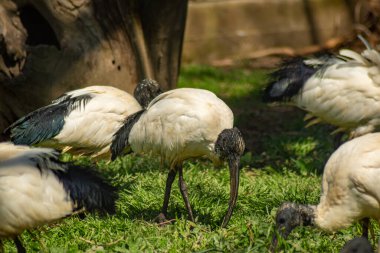 Afrika 'nın kutsal gelincikleri bir ağacın yanında toplanmış, belirgin uzun gagalarıyla yeri gagalıyorlar.