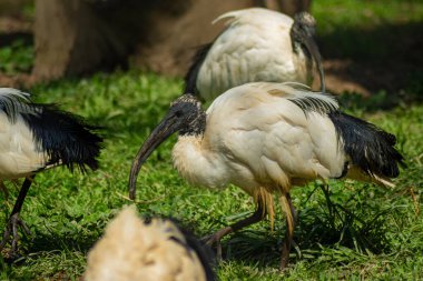 Islak tüylü bir su kaynağının yanında duran uzun kavisli gagalı kutsal bir Ibis 'in yakın çekimi.