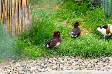 Çitin arkasındaki yeşil çimlerde dinlenen iki Ferruginous Ördeği ve yakınlarda yürüyen bir Shelduck..
