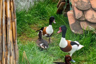 Bir çift Shelduck ve kahverengi ördek, çitin arkasındaki bir duvarda yıpranmış ahşap bir yapının yanında etkileşime geçiyorlar..