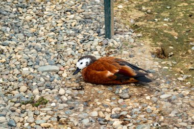 Ruddy Shelduck 'i dinlendirirken, parkta çakıllı zeminde uzanırken, zengin kahverengi tüyler sergiliyor.