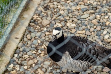 Bir Barnacle Goose 'un yakın plan çekiminde, esaret altındaki tel örgülerin arkasında siyah beyaz tüyler var.