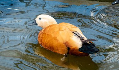 Gölette bir Ruddy Shelduck 'in yan görüntüsü, eşsiz rengini ve su yansımalarını vurguluyor.