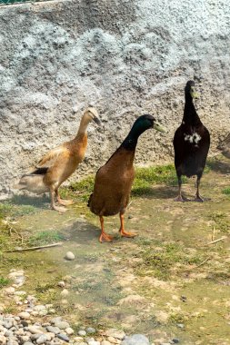 Üç yerli ördek, hayvanat bahçesinin içindeki beton bir duvarın yanında çamurlu zeminde duruyor.