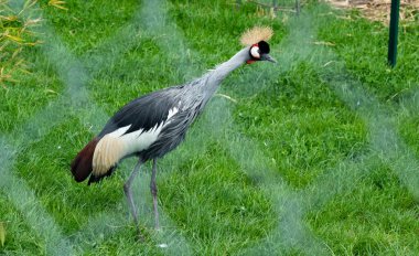 Zarif gri taçlı turna, çitlerle çevrili bir hayvanat bahçesinin içindeki yemyeşil çimlerde yürüyor.