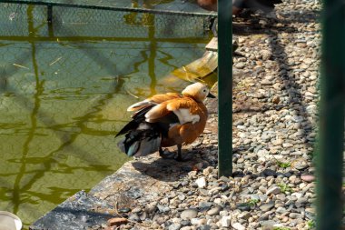 Ruddy Shelduck, çitlerle çevrili bir gölün arkasındaki kayalık bir sahilde duruyor.
