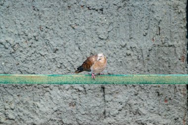 Küçük kahverengi kaplumbağa güvercini, yatay kiriş üzerinde dinleniyor. Kuşhanede sert bir beton arka planı var.