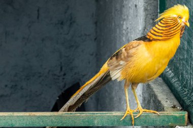 Renkli bir altın sülün tüneğin üzerinde duruyor, tel örgülerin arasından bakıyor.