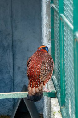 Mavi ve kırmızı işaretli çarpıcı sülün uzaklara bakıyor, tüylü desenlerini gösteriyor.