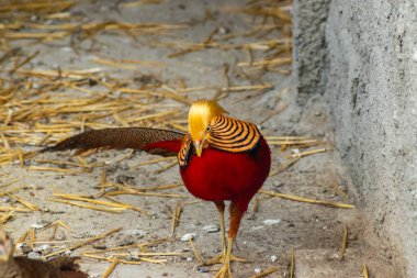 Koyu kırmızı ve altın tüylü altın sülün kaba bir duvarın yanında samanla kaplı zeminde duruyor.