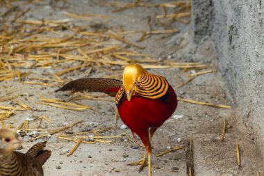 Canlı kırmızı ve altın tüylü altın sülün etrafa saman saçılmış bir duvarın yakınındaki toprak yolda yürüyor.