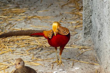 Uzun kuyruklu, parlak kırmızı, turuncu ve sarı tüylü altın sülün öne çıkıyor.