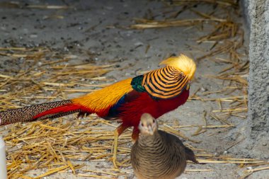 Kahverengi tüylü eşinin yanında turuncu ve siyah işaretli güzel altın sülün.