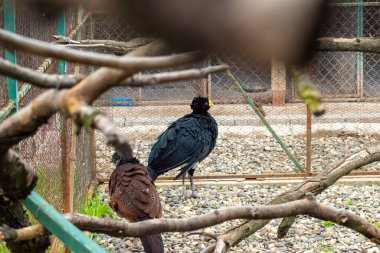 Tepe başlıklı dev yaban domuzu kuşları ağaç dalları ve taşlarla dolu açık havada yürüyor.
