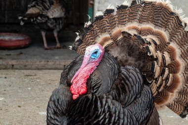 Büyük erkek hindi, tüylü, tüylü ve desenli siyah tüylü.