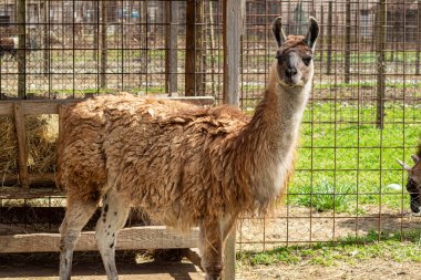 Uzun kıvırcık kürklü bir lama, güneş ışığıyla çevrili bir alanda kameraya doğru bakıyor.
