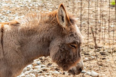 Huzurlu eşek, kayalık zeminde gün ışığında sessizce dinlenirken yakalandı.