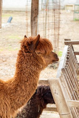 Uzun tüylü tüylü, tüylü genç alpaka bir çiftlikte çit direğinin yanında sakince dinleniyor.