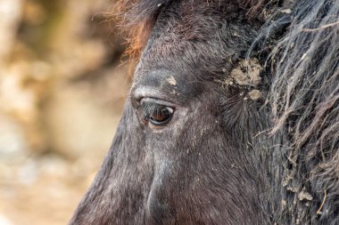 Bir midillinin gözleri ve yüzü çamurla kaplı, dağınık koyu tüylü ve sakin bir ifadeyle.