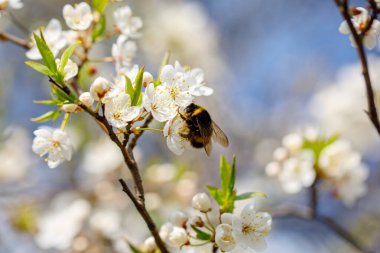 Spring mood: Macro photo of bumblebee on the cherry blossom