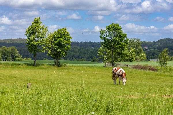 Літо Кашубії Прекрасний Пасторальний Ландшафт Коровою Зеленому Лузі Біля Заворі — стокове фото