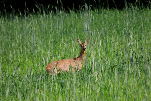 Sommer Kaschubbia Rehe Hohen Gras — Stockfoto