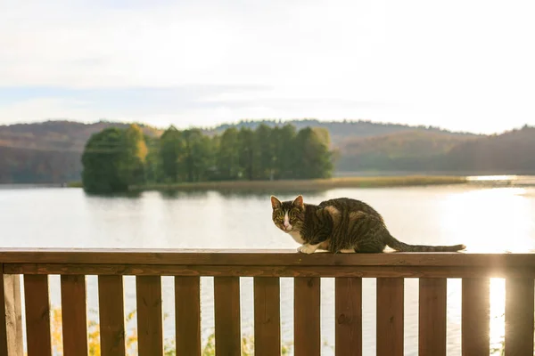 カシュビアの夏 湖の夕日の間のフェンスで猫 Ostrzyce — ストック写真