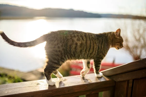 カシュビアの夏 湖の夕日の間のフェンスで猫 Ostrzyce — ストック写真