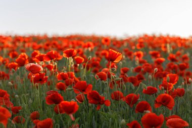 Poppy Meadows 'un Altın Saati