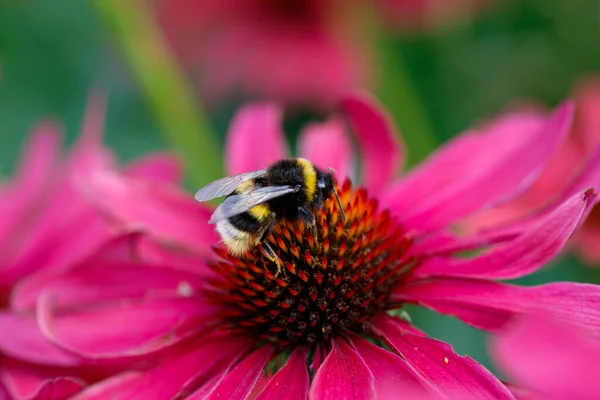 Herzen Der Bestäubung Biene Trifft Blüte Stockbild