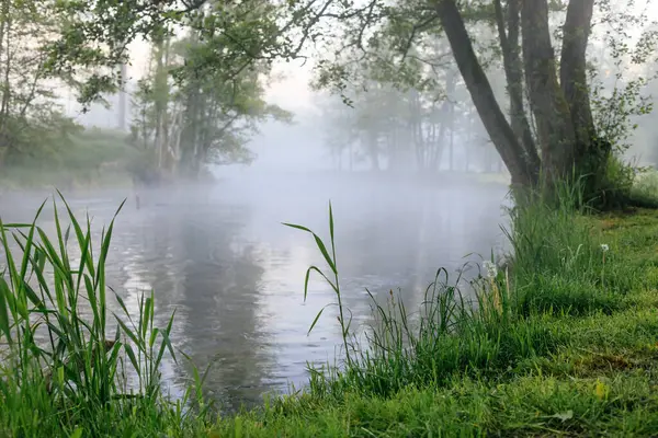 Nebliger Morgen Flussufer Von Kaszuby Polen Stockbild