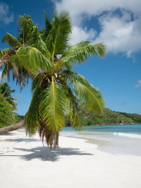 View with palm along the long beach of Anse Volbert on the Seychelles island of Praslin.