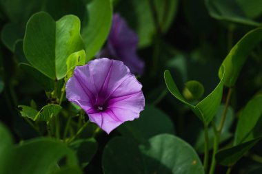 Purple flower on a shrub on the beach in Seychelles.