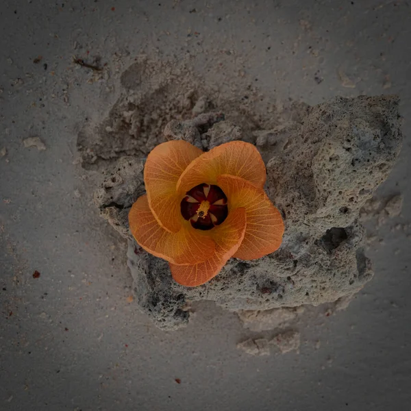 Orange flower on a shrub on the beach in Seychelles.
