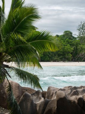 Jungle just behind the beach on the Seychelles island of La Digue.