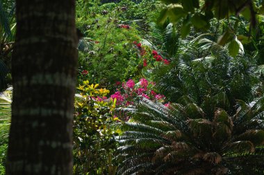 Jungle just behind the beach on the Seychelles island of La Digue.