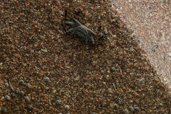 Crab on a rock in the surf at La Digue beach, Seychelles.