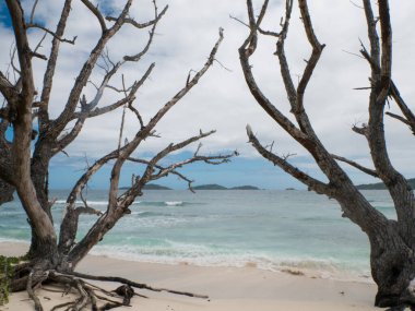 Dead trees in the surf on La Digue beach, Seychelles.