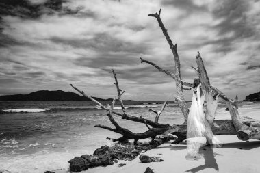 Woman on a dead tree in the surf on La Digue beach, Seychelles.