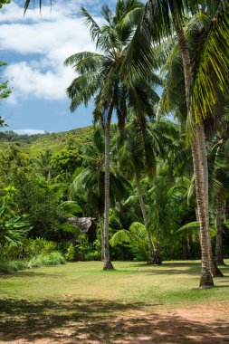 Palm trees on a lawn in front of the dense jungle of Praslin Island, Seychelles.