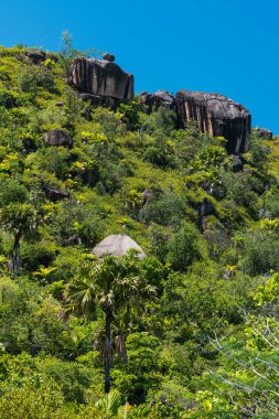 Rocks in the dense jungle of Praslin Island, Seychelles.