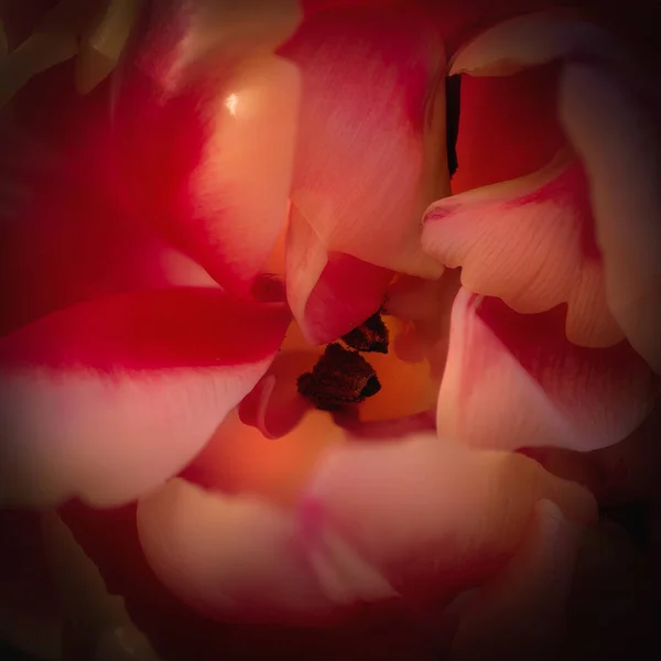 Zár Megjelöl Ból Egy Tulip Tavasszal — Stock Fotó