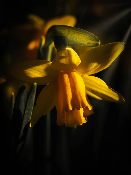 Close Daffodil Spring — 图库照片