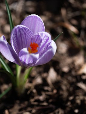 Crocus in the first rays of spring sun.