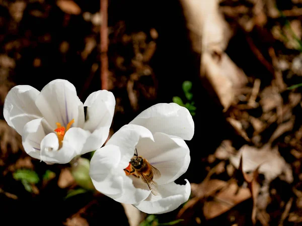 White Crocus Bee First Rays Spring Sun — Φωτογραφία Αρχείου