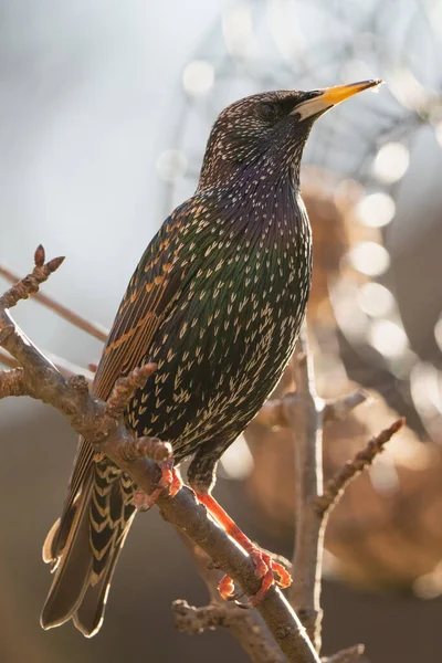 Starling at the feeding station in the garden.
