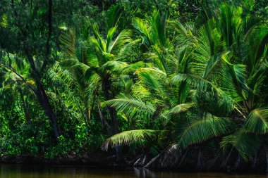 Jungle with palm trees just behind a pond on the Seychelles islands. clipart