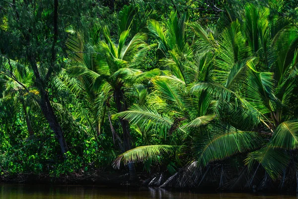 stock image Jungle with palm trees just behind a pond on the Seychelles islands.